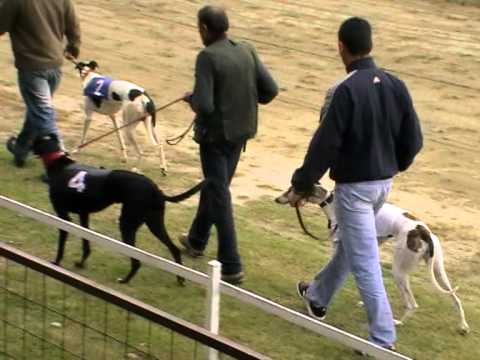 European Derby Plate 3rd semifinal 492m MIX A2 greyhound