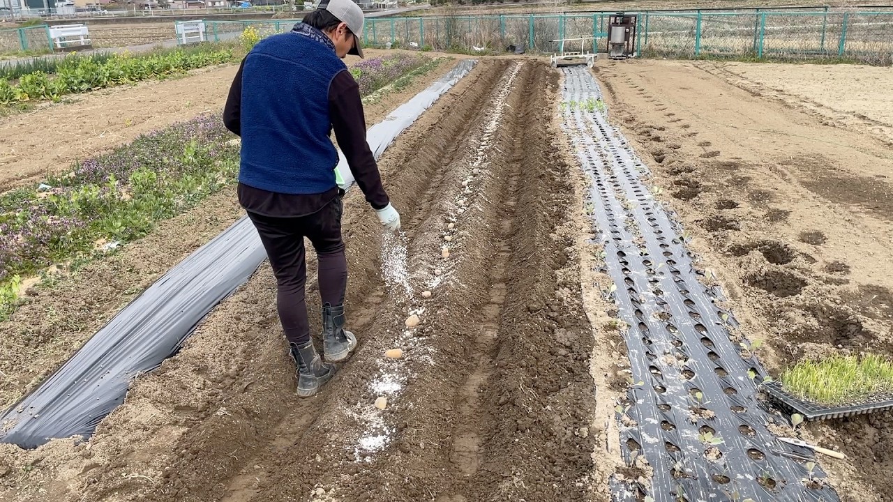 春ジャガイモの植付け時にこの肥料と農薬を入れました【黒マルチ＋浅植え】