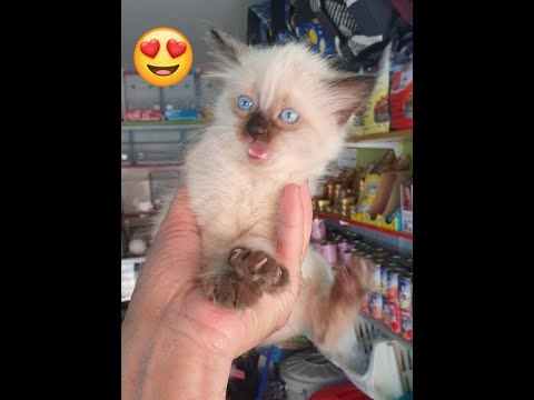 A cute baby 😻 cat in my house 😻