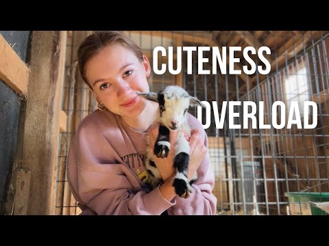 Day in my Life Taking Care of BABY GOATS