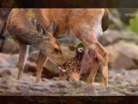 KIYANNA SULANGE...Annesley Malawana & Lilanthi Karunanayake