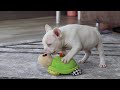 French Bulldog dogs for sale: Bree - Video 1