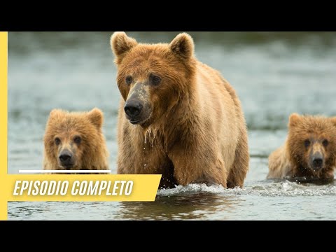 Tras las huellas de los osos