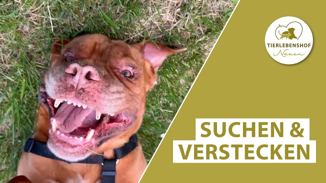 Suchen & Verstecken – Tierlebenshof VLOG 179