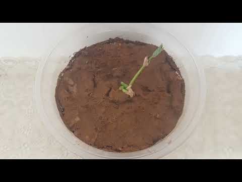 time lapse of growing white beans   (plant ,bean ,growing beans)