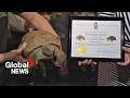 World S Oldest Tortoise Gus Turns 103 In Halifax