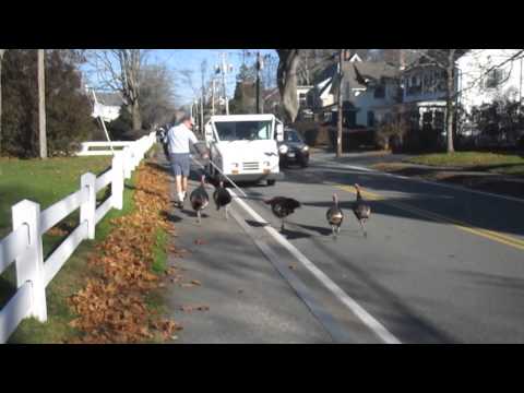 Mailman Defends Himself From Daily Turkey Attacks