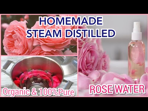 download lagu mp3 mp4 Rose Water Egypt, download lagu Rose Water Egypt gratis, unduh video klip Rose Water Egypt