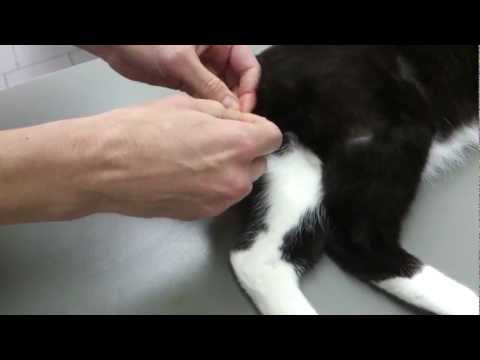 YouTube video about: How to neuter a cat at home with rubber band?