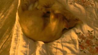 Ruby and Rohan Wrestling on the bed