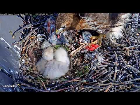 Cornell Red-Tailed Hawks 09.05.2021 08:05