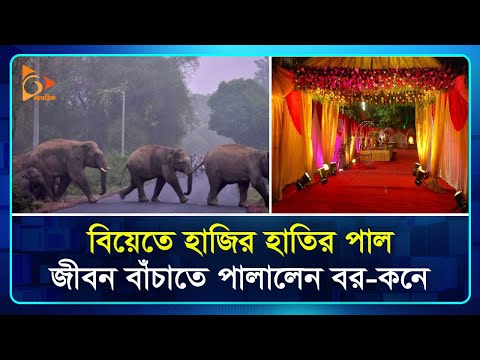 বিয়ে বাড়িতে ঢুকে পড়ল হাতির পাল ভয়ে পালাল সবাই | Elephant | Nagorik TV