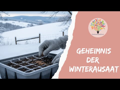 Winteraussaat von Wildblumen: 3 Profi-Methoden für Kaltkeimer