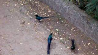 preview picture of video 'Long Tailed Glossy Starlings'