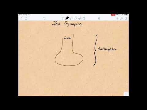 Die Synapse und Wirkung von Synapsengiften