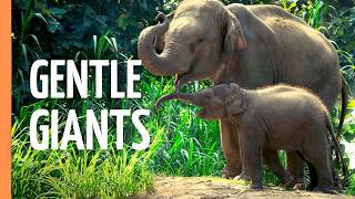 Download lagu Giants of the Earth: The Majestic World of Elephants | Full Documentary mp3