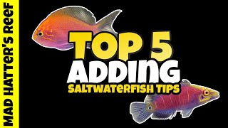 5 Things You Should ALWAYS Do When Adding Saltwater Fish