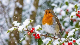 Winter Bird Songs & Soft Piano 🎶 Cozy Snowy Ambience to Help You Sleep Peacefully