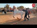 Mukesh Bilwa का जबरदस्त Horse Dance Perfume Lagav Chunni Mein Par Latest Song 2025