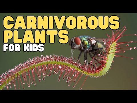 Carnivorous Plants for Kids | Learn about sundews, Venus flytraps, and more