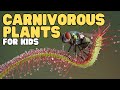 Carnivorous Plants For Kids Learn About Sundews Venus Flytraps And More