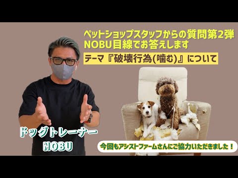 破壊的な犬をどうするか