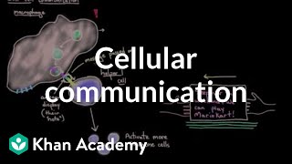 Cellular communication | Cells | MCAT | Khan Academy