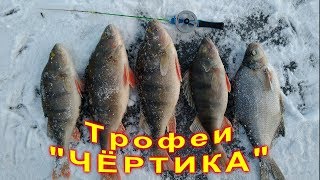 Ловля окуня на чертика по первому льду