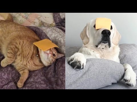 Trying Dog or Cat with Cheese Challenge - Funny Dogs and Cats Reaction to Cheese Challenge