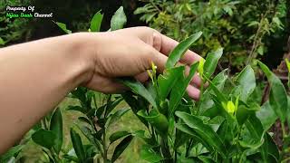 Download lagu Tips Cara Membuahkan Jeruk Santang Madu mp3 Download lagu Tips Cara Membuahkan Jeruk Santang Madu mp3