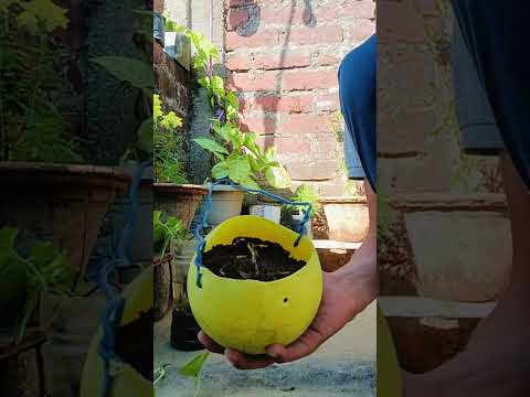 monkey plant cutting grow🌿#plantsofindia #garden #flowergarden #shorts