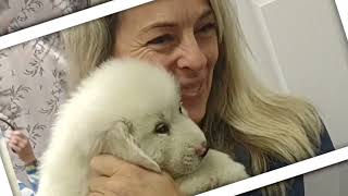 Video preview image #3 Great Pyrenees Puppy For Sale in HILLSVILLE, VA, USA