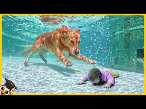 20 Zwierząt Które Ocaliły Ludzkie Życie