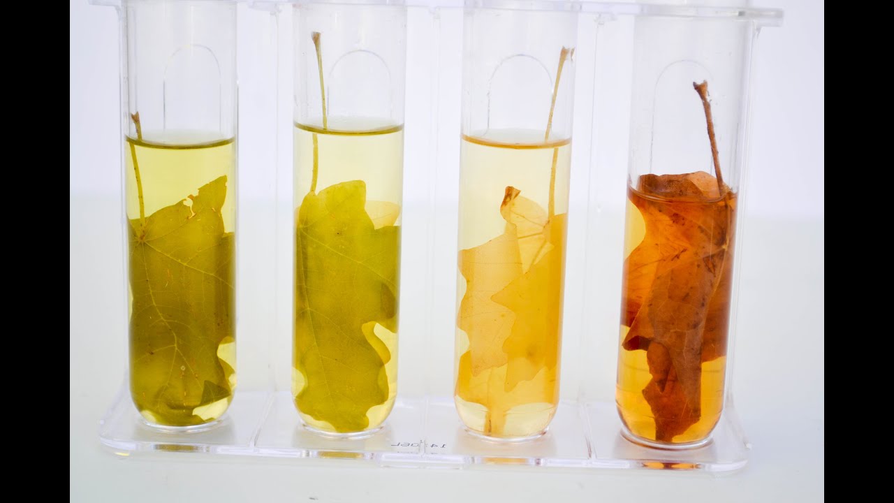 Fall Leaf Science Experiment: Exploring Colors and Chlorophyll with Kids