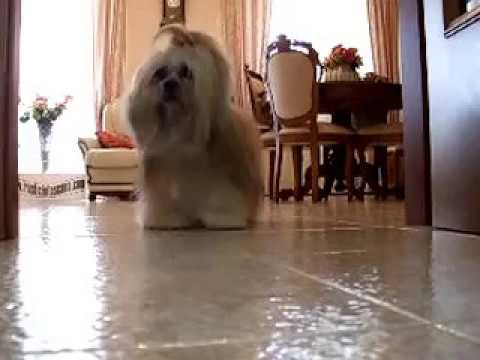 Leo erede a 4 zampe del grande Yashin.