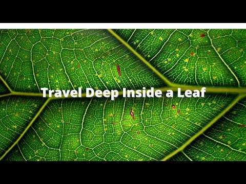 Inside a leaf || Travel Deep Inside a leaf || In side a leaf at a molecular level