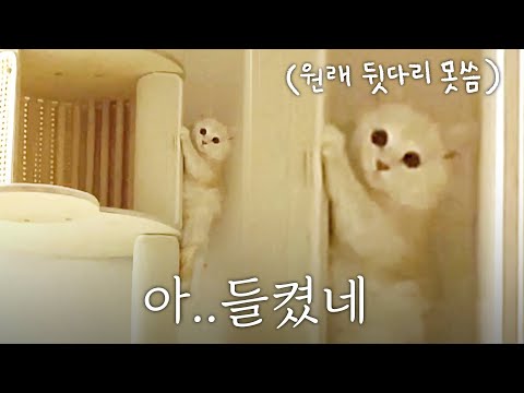 아기 고양이가 수상해서 CCTV 돌려봤더니..