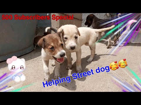 (HAPPINESS OF STREET 🐶DOGS ☺)  BY  (AJINKYA VLOGS)