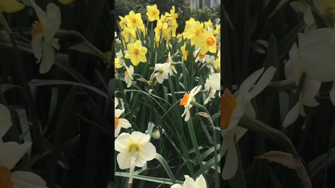 WHITE & YELLOW DAFFODILS #shorts