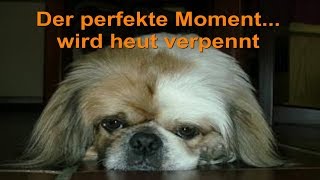 Der perfekte Moment... wird heut verpennt - cover Song - Lyrics