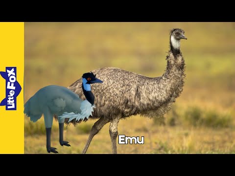 Meet the Animals l Emu l Wild Animals l Stories for Kids l (Fix)