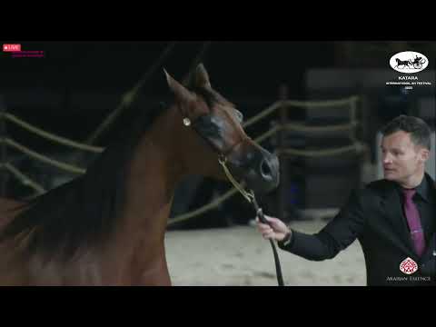 N 385 MAHARAANI   Katara Int  Arabian Horse Festival 2022   Mares 4 6 Years Old Class 7