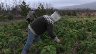 Hús úr eigin trjám, Vallanes, frétt af N4