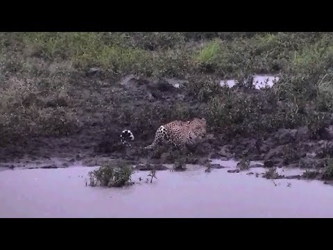 Djuma Game Reserve : Thamba Male Leopard on the dam cam this afternoon March 08, 2018