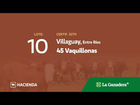 Lote Vaquillonas Villaguay