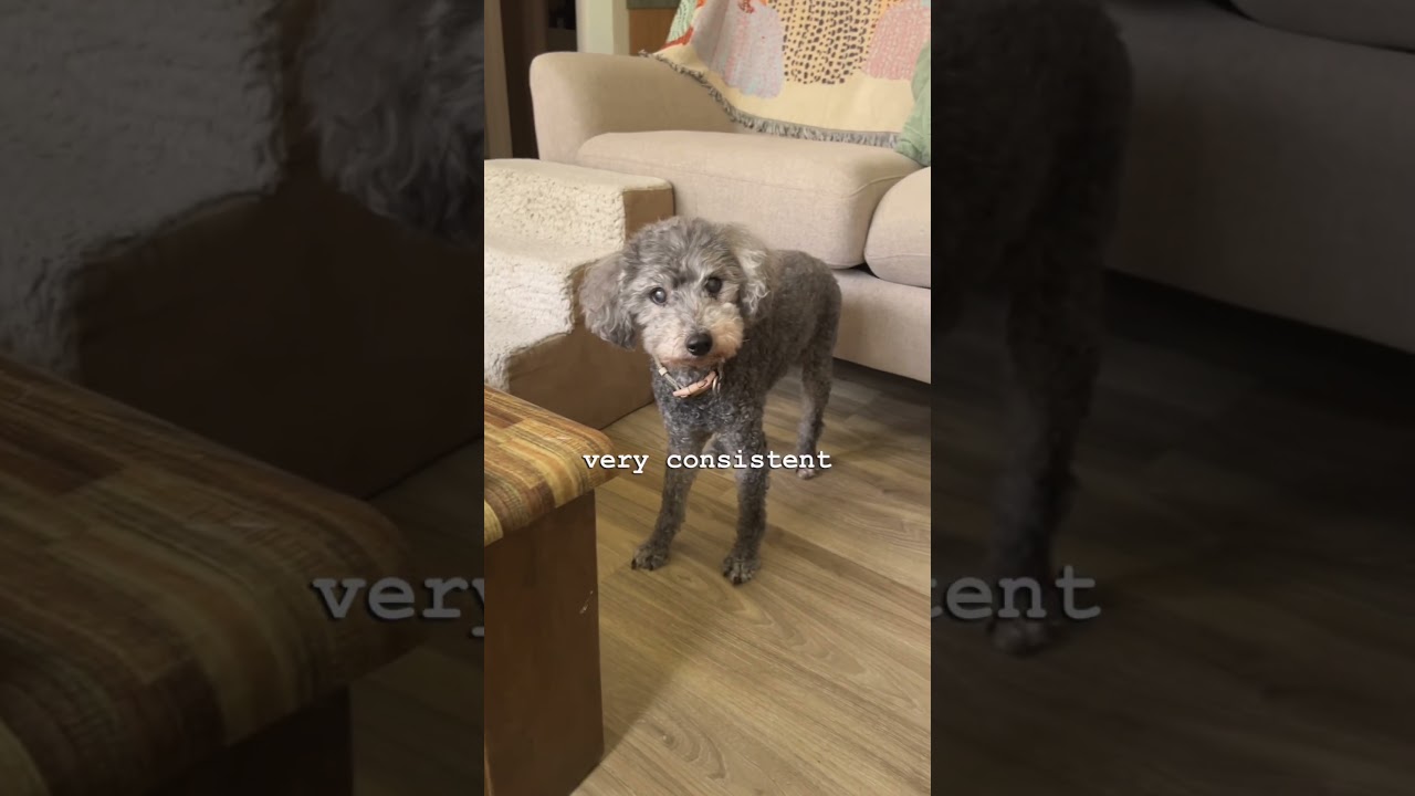 how to eye contact, an example 🐶