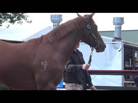 2019 Karaka Shooting To Win x Vitrum Colt