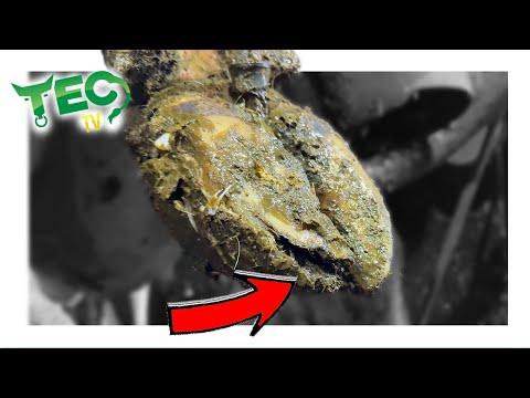 HOOF FLAP HIDING BAD BACTERIA | TEC TV