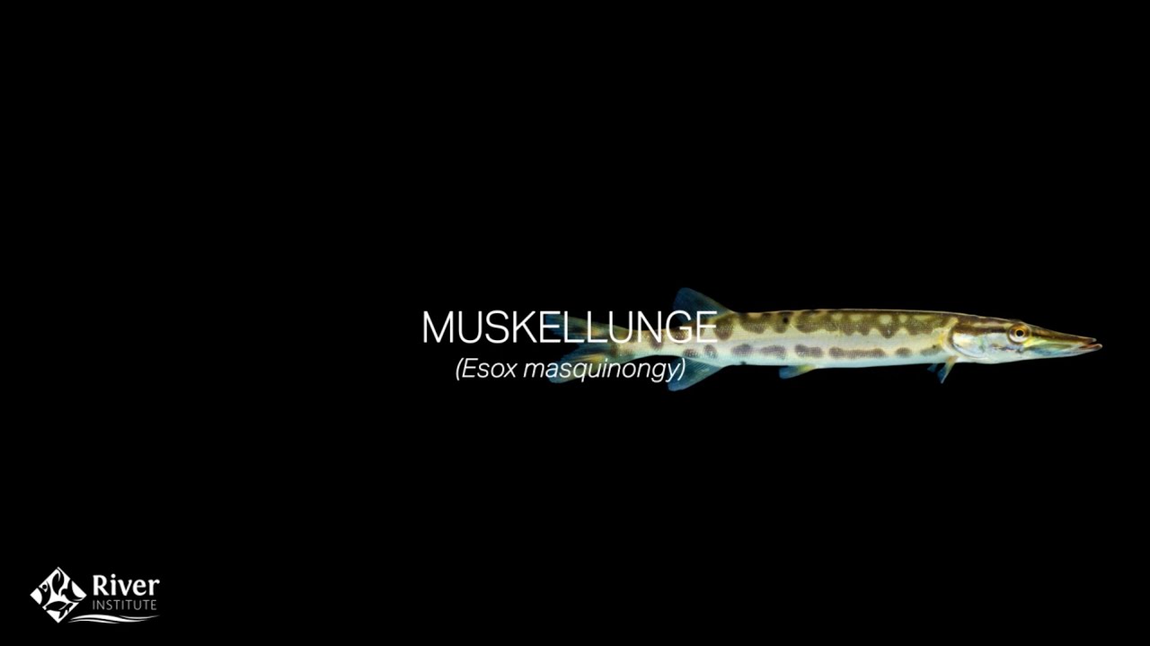 How the River Institute is helping to conserve Muskellunge in the St. Lawrence River