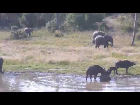 A Great Day on Djuma Pt 1